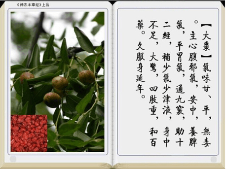本草神农经大枣_副本